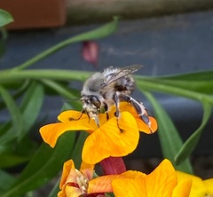 Anthophora plumipes