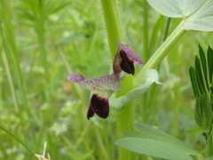 Vicia narbonensis