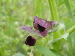 Vicia narbonensis