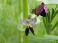 Vicia narbonensis