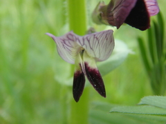 Vicia narbonensis