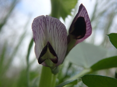 Vicia narbonensis