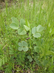 Vicia narbonensis