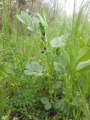 Vicia narbonensis