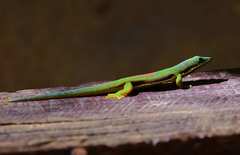 Phelsuma lineata