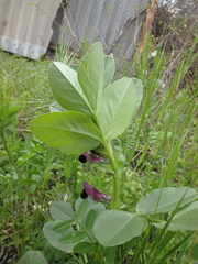 Vicia narbonensis