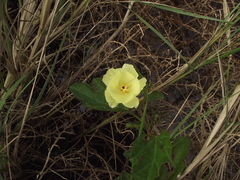 Cienfuegosia drummondii