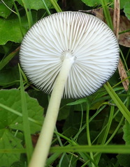 Radicatae