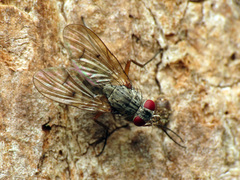 Phaoniinae