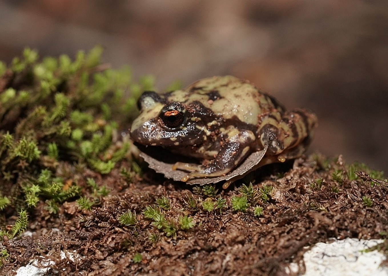 Eupsophus contulmoensis Ortiz, Ibarra-Vidal & Formas, 1989