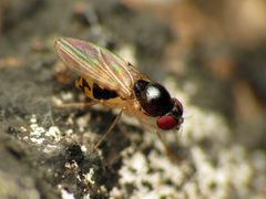 Mycodrosophila