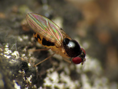 Mycodrosophila