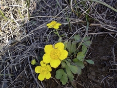 Ranunculus polyrhizos
