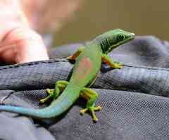 Phelsuma lineata