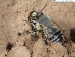 Anthophora patruelis
