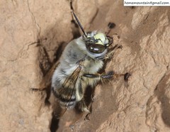 Anthophora patruelis