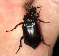 Nicrophorus nigrita