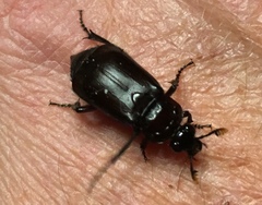 Nicrophorus nigrita