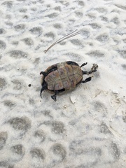 Malaclemys terrapin pileata