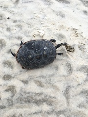 Malaclemys terrapin pileata
