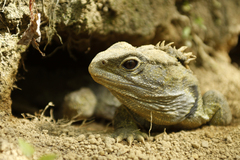 Tuatara photo 3