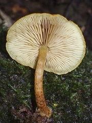 Gymnopilus ferruginosus