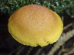 Gymnopilus ferruginosus