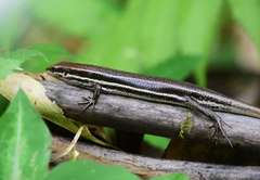 Trachylepis gravenhorstii