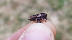 Tetrix bipunctata