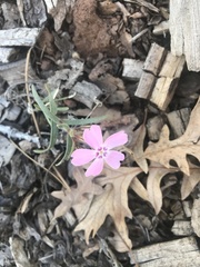 Phlox woodhousei