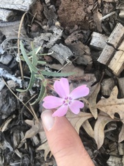 Phlox woodhousei