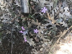 Phlox woodhousei