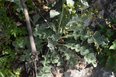 Verbascum undulatum