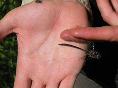 Somatochlora williamsoni