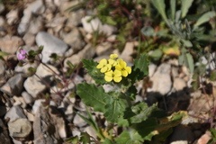 Biscutella cichoriifolia