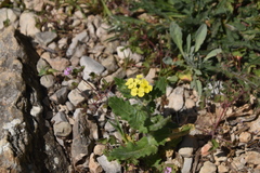 Biscutella cichoriifolia
