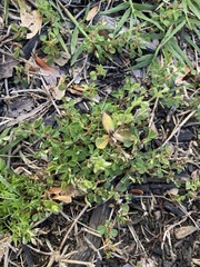 Trifolium dubium