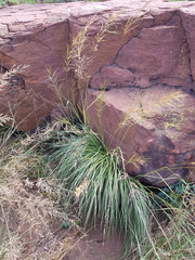 Chrysopogon serrulatus