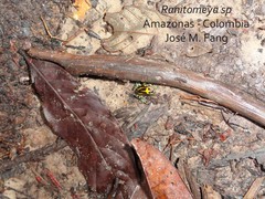 Ranitomeya variabilis