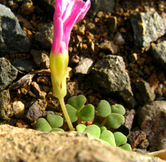 Oxalis inaequalis