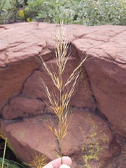 Chrysopogon serrulatus