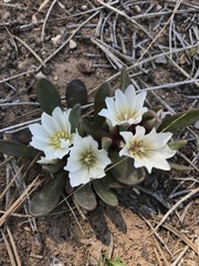 Lewisia brachycalyx