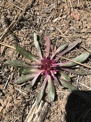 Lewisia brachycalyx