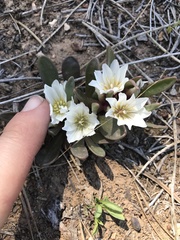 Lewisia brachycalyx