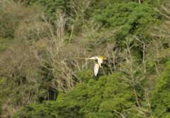 Phaethon lepturus fulvus