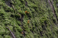 Gymnopilus ferruginosus