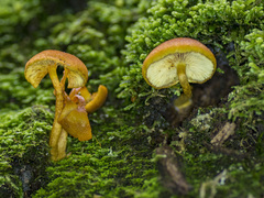 Gymnopilus ferruginosus