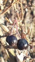Shepherdia canadensis
