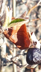 Shepherdia canadensis