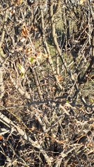 Shepherdia canadensis